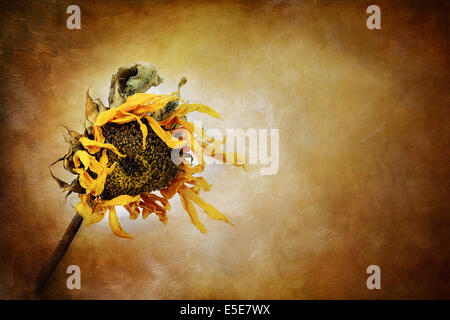 Getrocknete Sonnenblume Stockfoto