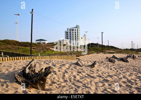 Treibholz auf Sanddünen am Strand von Durban Südafrika Stockfoto