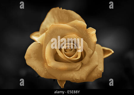 Goldene Rose. Stockfoto