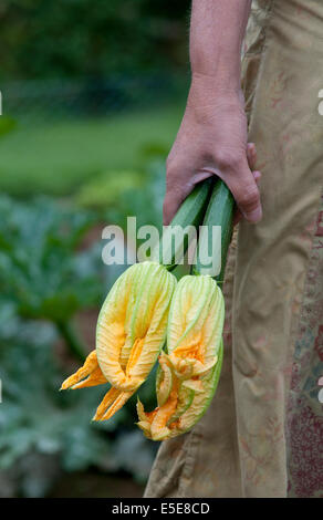 Frau mit Zucchini in der hand Stockfoto