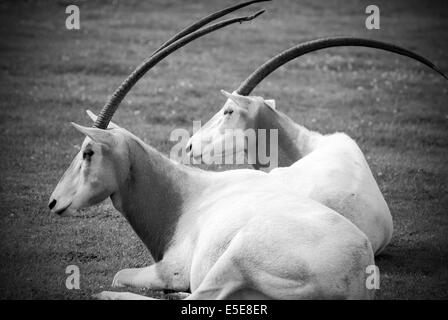 Die in der Wildnis ausgestorben, Scimitar Oryx oder Oryx dammah im Zoo von Chester, England. Stockfoto
