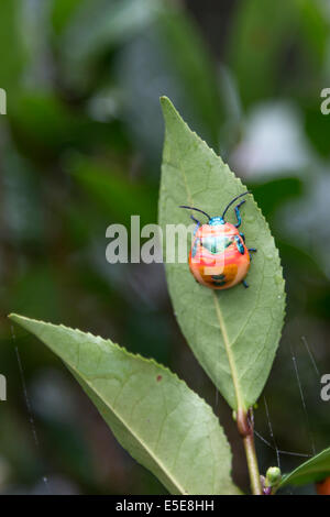 Hongkong Lantau Insel Tian Tung Chung Käfer auf Teeblatt Stockfoto