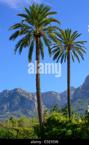 Zwei Palmen in Soller Tal, Mallorca, Balearen, Spanien. Stockfoto