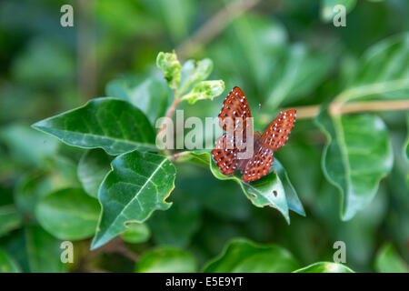 Hong Kong Wetland Park Vögel Mangroven Schmetterling Stockfoto