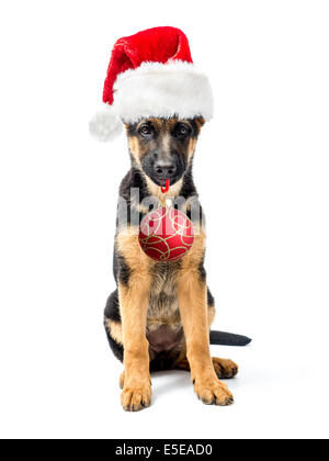 Deutscher Schäferhund Welpen sitzen und tragen rote Weihnachtsmann Mütze Weihnachtskugel in die Schnauze halten geschossen auf weiß Stockfoto