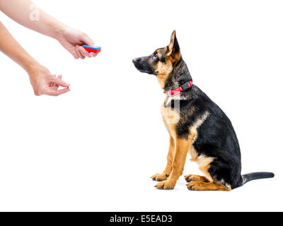 Deutscher Schäferhund Welpen ausgebildet wie Sie sitzen mit Clicker und Genuss-Methode Stockfoto