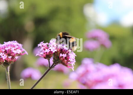 Nahaufnahme von Biene auf Blüte Stockfoto