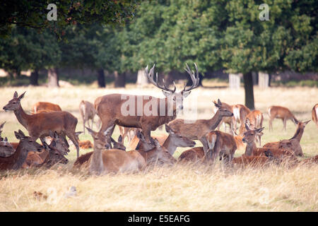Eine Herde von Rotwild im späten Sommer, Richmond Park, London Stockfoto