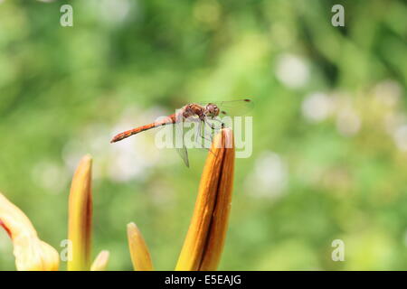 Gemeinsamen Darter (Sympetrum Striolatum) Libelle Stockfoto