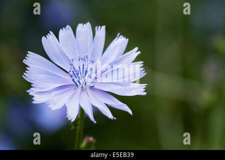 Chicorium Intybus-Werk. Gewöhnliche Zichorien-Blume. Stockfoto