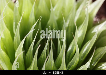 Nahaufnahme von Haworthia Lockwoodii, eine endemische südafrikanischen Sukkulenten Stockfoto