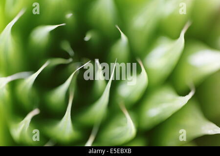 Nahaufnahme von Haworthia Lockwoodii, eine endemische südafrikanischen Sukkulenten Stockfoto