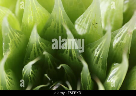 Nahaufnahme von Haworthia Lockwoodii, eine endemische südafrikanischen Sukkulenten Stockfoto