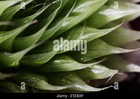 Nahaufnahme von Haworthia Lockwoodii, eine endemische südafrikanischen Sukkulenten Stockfoto