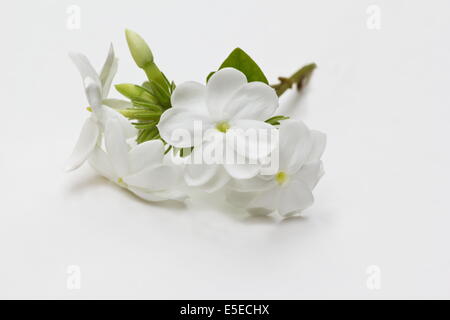 Falscher Jasmin (Jasminum Multiflorum) Blumen auf weißem Hintergrund Stockfoto