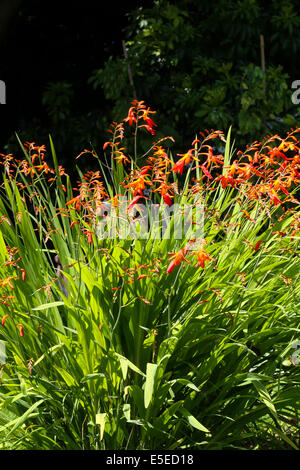Orange, rote und gelbe Crocosmia (Orange Teufel) in einem englischen Garten Stockfoto
