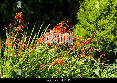 Orange, rote und gelbe Crocosmia (Orange Teufel) in einem englischen Garten Stockfoto