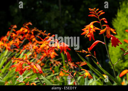 Orange, rote und gelbe Crocosmia (Orange Teufel) in einem englischen Garten Stockfoto