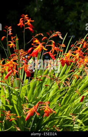 Orange, rote und gelbe Crocosmia (Orange Teufel) in einem englischen Garten Stockfoto