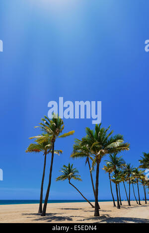 Tropische Küste mit Meer und Palmen Bäume, Sunrise Beach, Fort Lauderdale, Florida, Vereinigte Staaten. Stockfoto