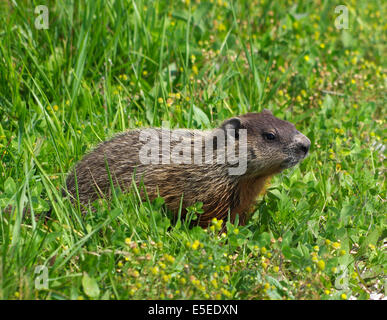 Woodchuck Groundhog Eastern Marmot, Marmota Monax Stockfoto