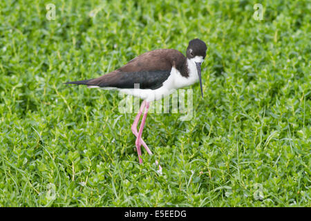 Hawaiian Black-Necked Stelzenläufer genannt Ae'o in Oahu, Hawaii Hawaii (Himantopus Mexicanus Knudseni) Stockfoto