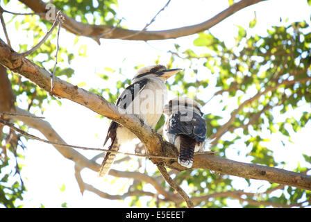 Zwei Kookaburras sitzt in einem Baum, Sydney, Australien Stockfoto