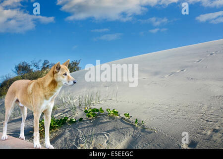 Sanddünen und Dingos auf Fraser Island in Australien Stockfoto