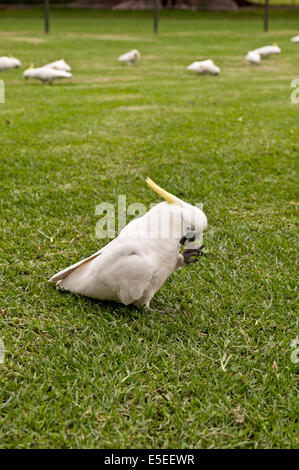 Australische Schwefel - Crested Cockatoo Essen auf dem Rasen Stockfoto