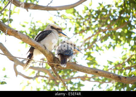 Zwei Kookaburras sitzt in einem Baum, Sydney, Australien Stockfoto