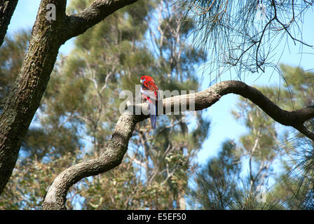 Ein Pennantsittich sitzt in einem Baum, Sydney, Australien Stockfoto