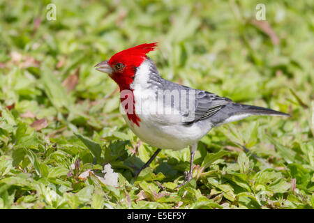 Rot-Crested Kardinal (Paroaria Coronata) Oahu, Hawaii Stockfoto