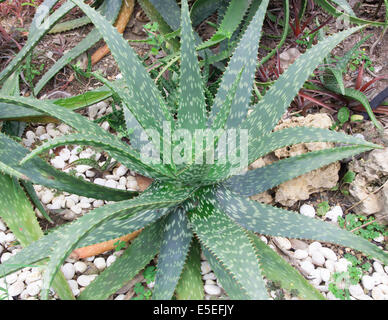 Aloe Vera Pflanze Blätter pflanzliche Hautpflege. Stockfoto