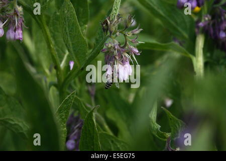 Einzelne Biene sammeln Pollen von wilde blaue Blume Stockfoto