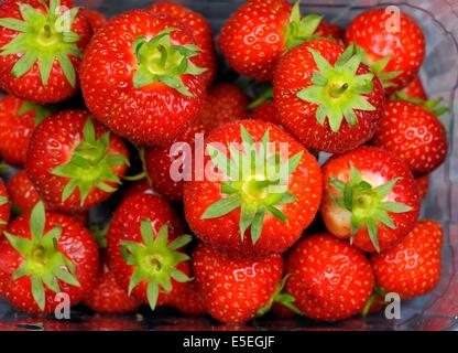 A verfasste von frischen Erdbeeren uk Englisch Stockfoto