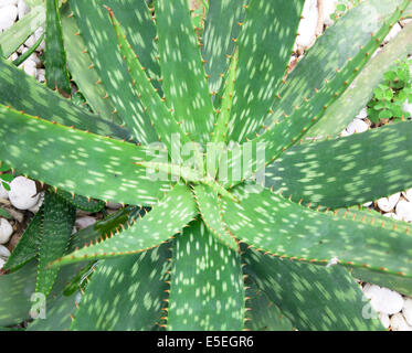 Aloe Vera Pflanze Blätter pflanzliche Hautpflege. Stockfoto