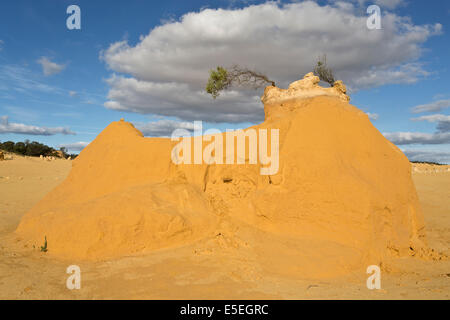 Blick auf die Pinnacles Desert in den Numbung National Park, Australien Stockfoto