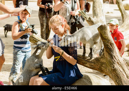 Kolmarden, Schweden - 19. Juli 2014: Junges Mädchen mit Ziegen in Kolmarden Zoo. Andere Kinder im Hintergrund. Stockfoto