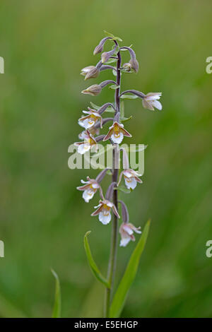 Marsh Helleborine (Epipactis Palustris), Emsland, Niedersachsen, Deutschland Stockfoto