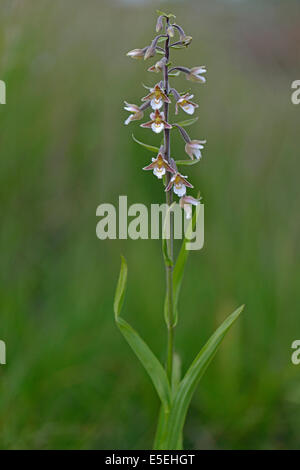 Marsh Helleborine (Epipactis Palustris), Emsland, Niedersachsen, Deutschland Stockfoto