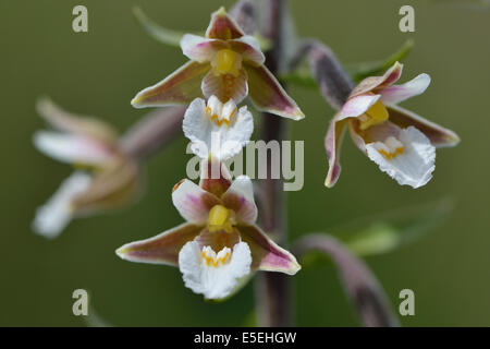 Marsh Helleborine (Epipactis Palustris), Emsland, Niedersachsen, Deutschland Stockfoto