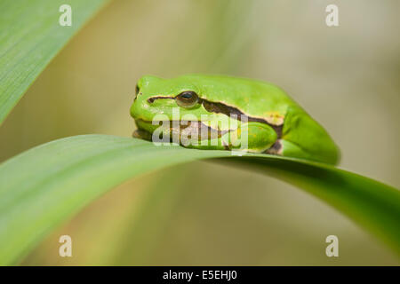 Europäische Treefrog (Hyla Arborea) thront auf einem Blatt eine gelbe Flagge-Iris (Iris Pseudacorus), Niedersachsen, Deutschland Stockfoto