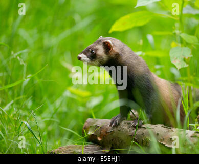 Europäischer Iltis (Mustela Putorius), Gefangenschaft, Niedersachsen, Deutschland Stockfoto