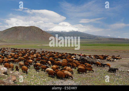 Schafherde vor Berg Ararat, Büyük Ağrı Dagi, Dogubayazit, Dogubeyazit Doğubeyazıt, Ağrı Provinz Ağrı Stockfoto