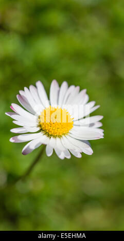 Gemeinsamen Gänseblümchen (Bellis Perennis), Blume Stockfoto