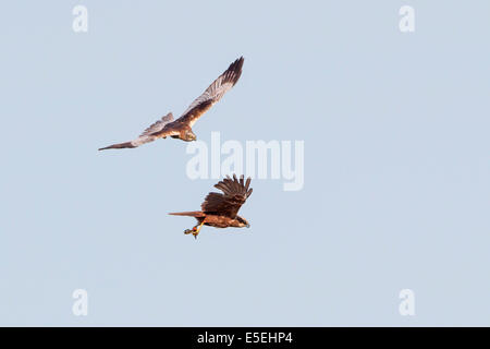 Western Rohrweihen (Circus Aeruginosus), männlich und weiblich in Flug, Texel, West Ostfriesischen Inseln, Provinz Nord-Holland Stockfoto