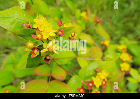 Hypericum Androsaemum, Tutsan Blumen, Wales, UK. Stockfoto