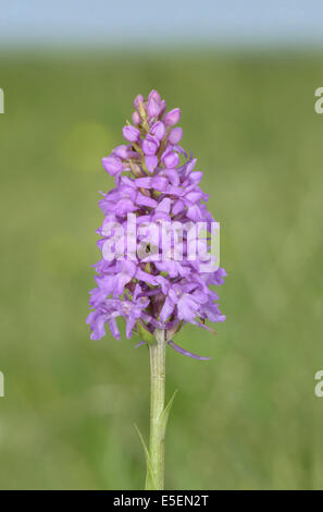 Kreide Fragrant-Orchidee - Gymnadenia conopsea Stockfoto