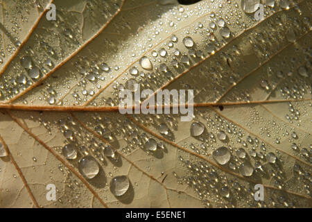 Frankreich, Normandie, Seine maritim, pays de bray, les ventes Saint remy, jardin du roi de rome, feuille apres la pluie, gouttes d'eau Stockfoto