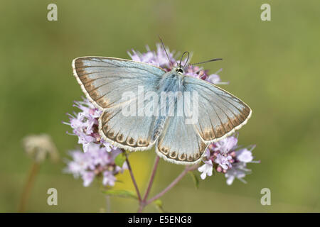 Chalkhill Blue Polyommatus coridon Stockfoto